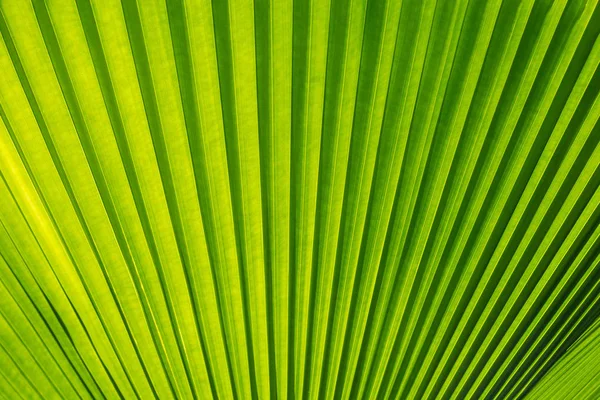 Zelené Palmový list stromu jako pozadí — Stock fotografie
