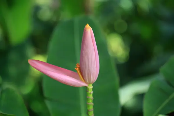 Flor de plátano rosa es hermosa con la naturaleza — Foto de Stock