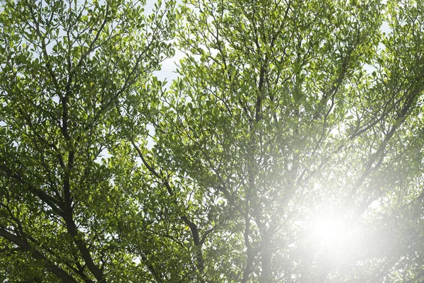 Terminalia ivorensis Baum Hintergrund — Stockfoto