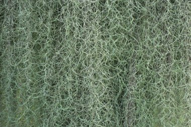 İspanyolca moss doğada