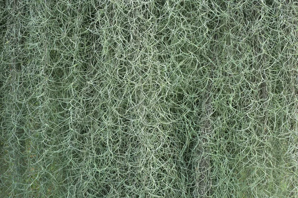 Іспанський мох у природі — стокове фото