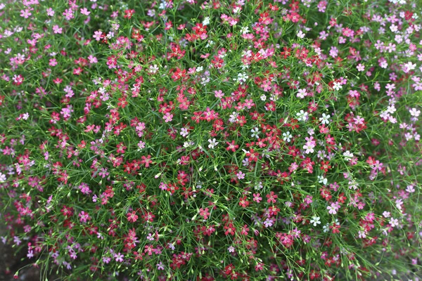 Fechar-se muitos pouco gypsophila flores rosa fundo — Fotografia de Stock