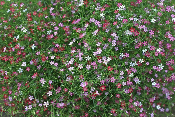 Fechar-se muitos pouco gypsophila flores rosa fundo — Fotografia de Stock