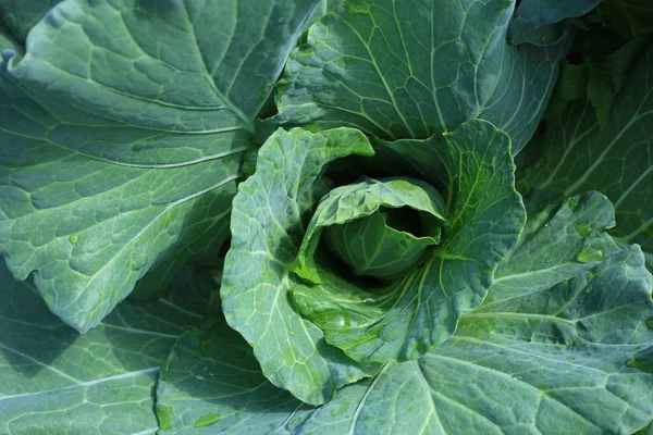 野菜畑の緑のカイラン — ストック写真