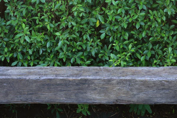 Oud houten bankje met groene blad achtergrond — Stockfoto