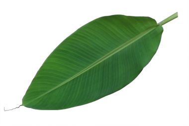 Taze bütün muz yaprak