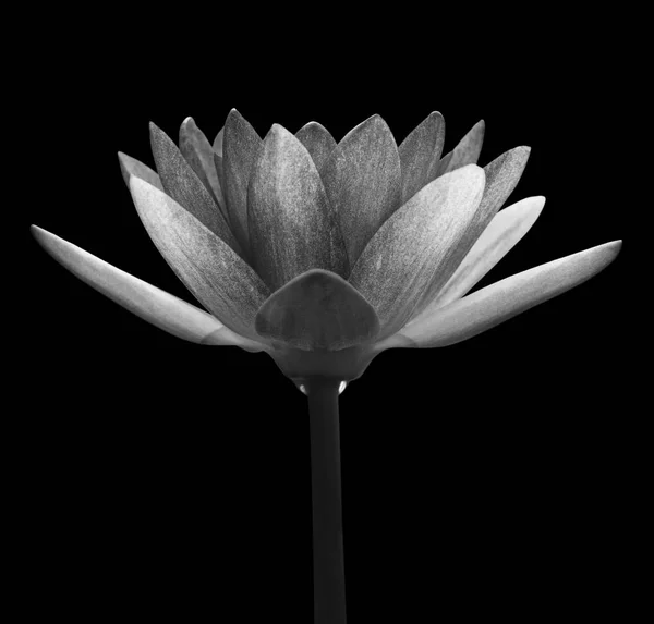 Black & white water-lily — Stock Photo, Image