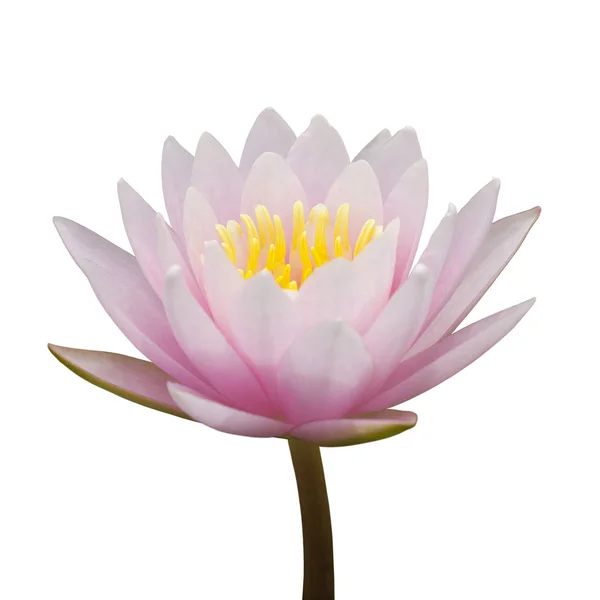 Pink waterlily isolated on white background — Stock Photo, Image