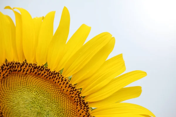 Close up van gele zonnebloem op plant — Stockfoto
