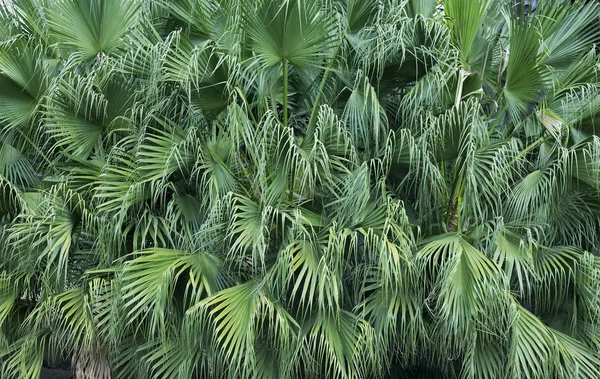 Achtergrond uit groene bladeren van palmboom — Stockfoto
