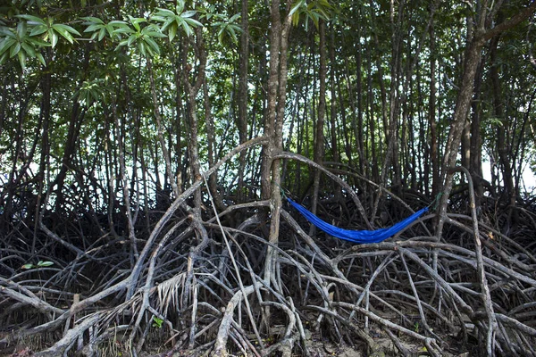 Голубой гамак висит на дереве в мангровом лесу — стоковое фото