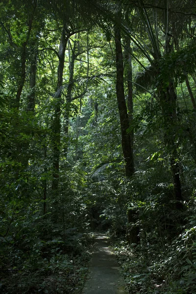 Regenwald bei Krabi in Thailand — Stockfoto