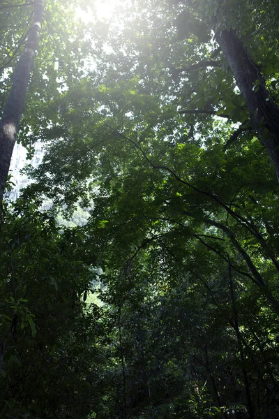 Rain forest at Krabi in Thailand — Stock Photo, Image