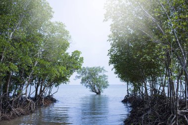 Mangrov orman Railay, Tayland