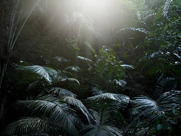 Selva tropical en Krabi en Tailandia — Foto de Stock