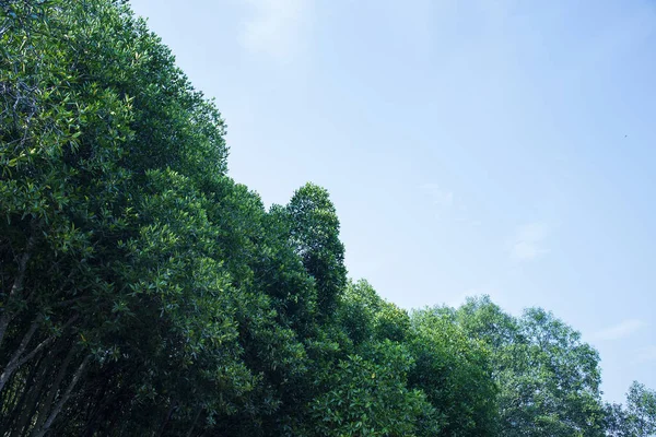 Bosque de manglares con cielo azul — Foto de Stock