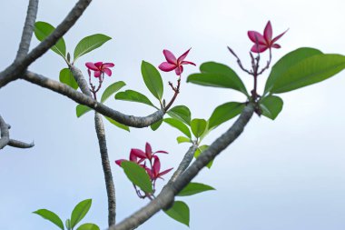 Mavi gökyüzü ile pembe çiçekler