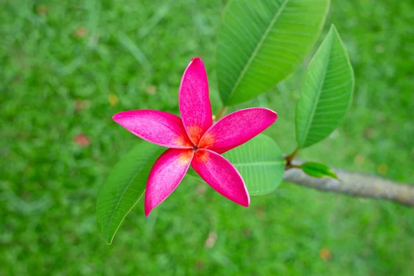 Flor rosa com fundo verde — Fotografia de Stock