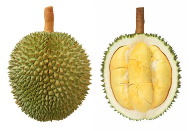Beyazda izole edilmiş durian meyvelerinin yakınlaştırılması