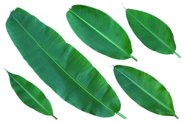 Свіже ціле листя банана ізольовано на білому — стокове фото