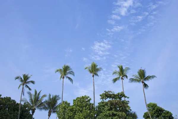 Kókuszpálmafa kék égbolttal — Stock Fotó