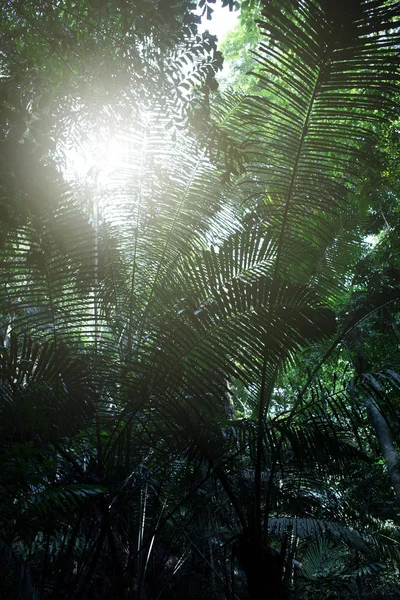 Regenwald bei Krabi in Thailand — Stockfoto