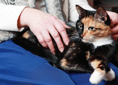 Ellerinde üç renkli yavru kedi