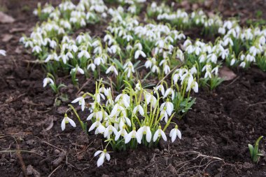 Bahçedeki ilk kardelen
