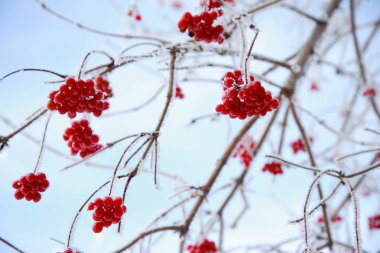 Kırmızı kartopu bush