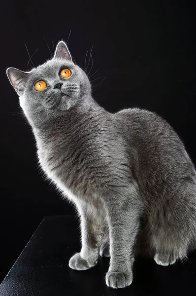 Gatto britannico su uno sfondo nero — Foto Stock