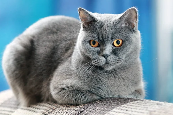 Jovem gato britânico — Fotografia de Stock