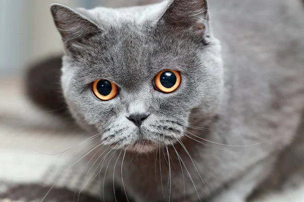 Jovem gato britânico — Fotografia de Stock