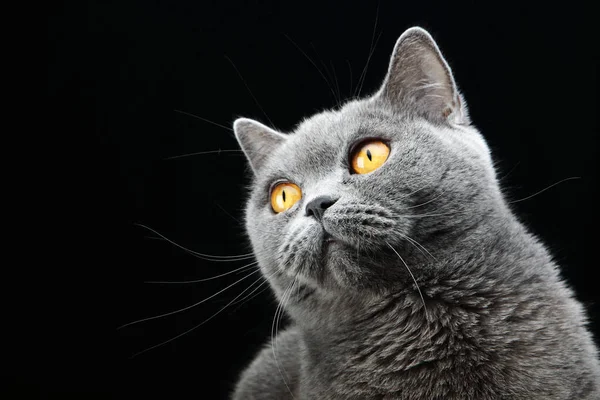 Porträtt av en brittisk katt — Stockfoto