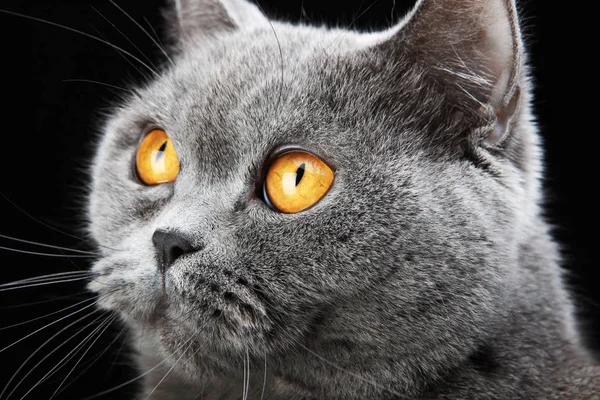 Retrato de um gato britânico — Fotografia de Stock