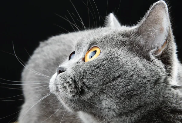 Retrato de um gato britânico — Fotografia de Stock