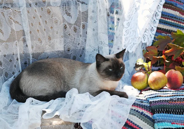 Unga siamese katt — Stockfoto