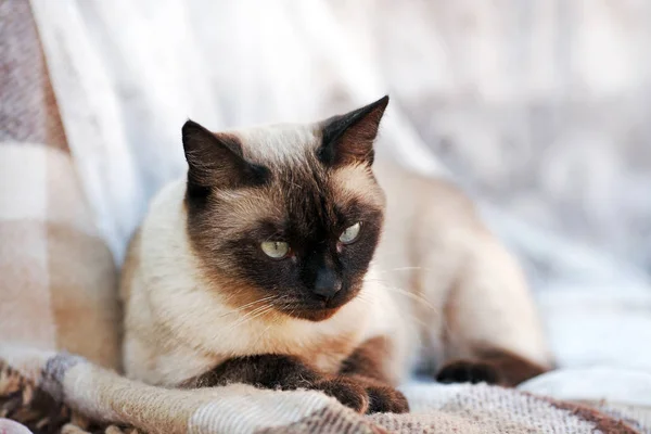 Giovane gatto siamese — Foto Stock