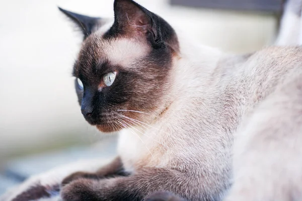 Молодая сиамская кошка — стоковое фото