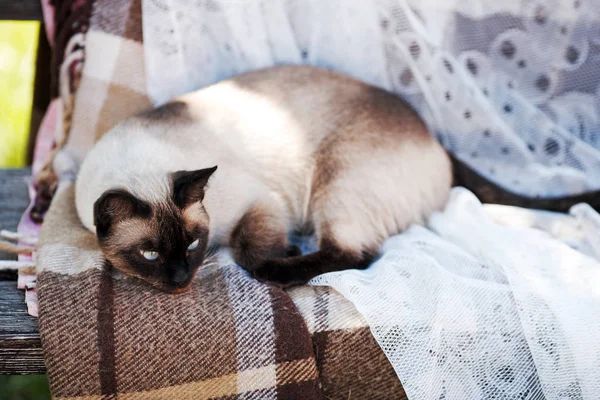 Giovane gatto siamese — Foto Stock