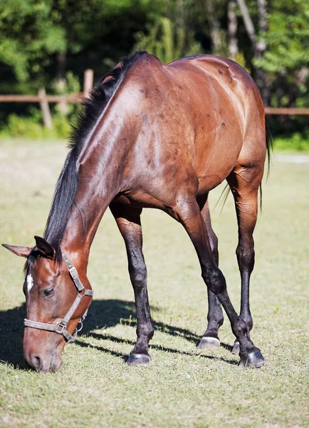 Bruin paard op het gazon — Stockfoto