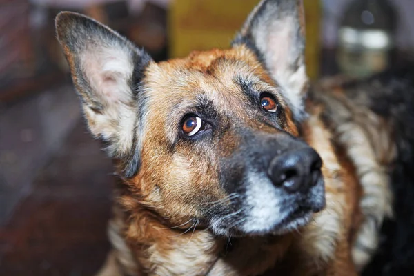 Portrait of a German Shepherd — Stock Photo, Image