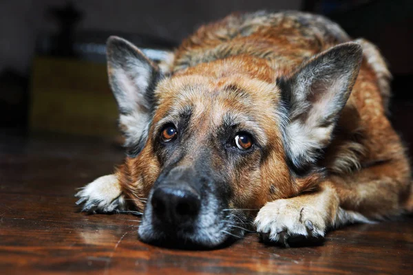 Bir Alman çoban köpeği portresi