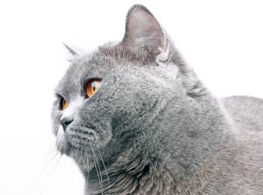 Güzel İngiliz kedisi