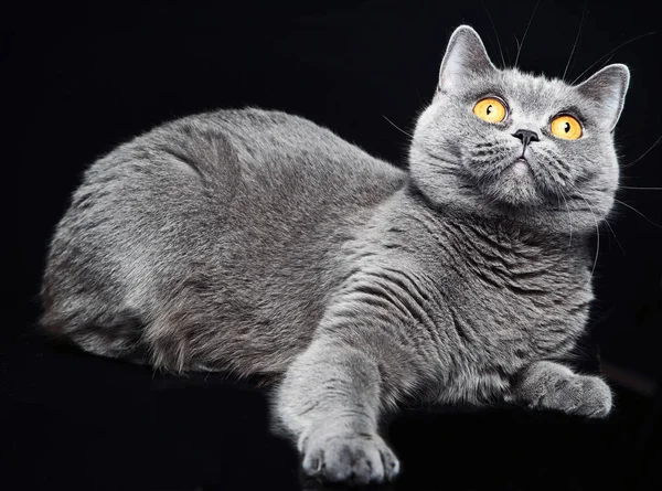 Bellissimo gatto britannico — Foto Stock