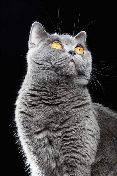 Belo gato britânico — Fotografia de Stock
