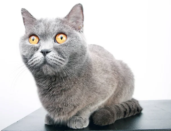 Frumoasă pisică britanică — Fotografie, imagine de stoc