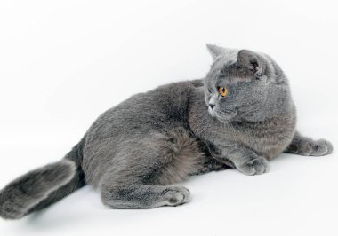 Güzel İngiliz kedisi