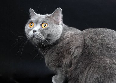 Güzel İngiliz kedisi