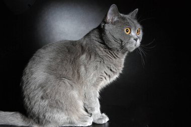 Güzel İngiliz kedisi