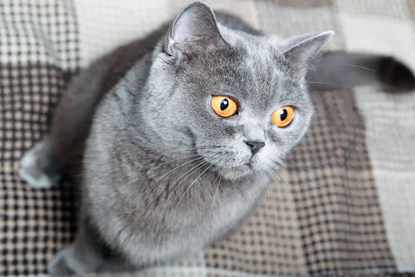 Güzel İngiliz kedisi — Stok fotoğraf